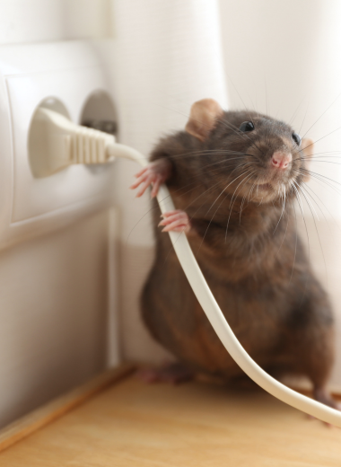 Rodent Exclusion 